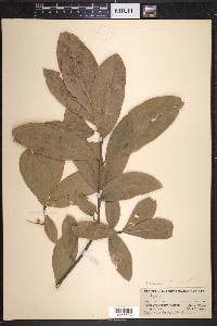 Quercus imbricaria image