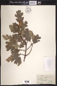 Quercus lobata image