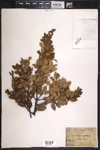 Quercus chrysolepis image