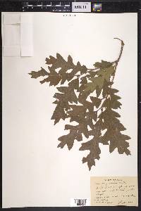 Quercus gambelii image