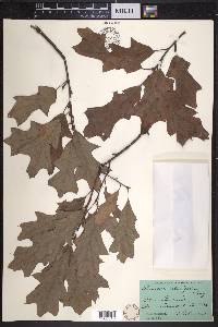 Quercus ilicifolia image
