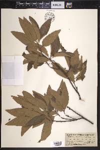 Quercus imbricaria image