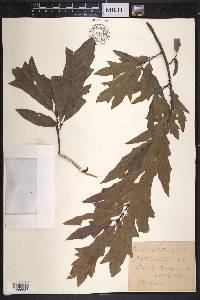 Quercus cerris image