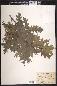 Quercus gambelii image