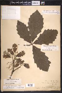 Quercus bicolor image