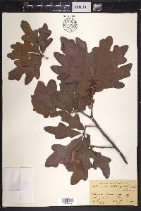 Quercus margaretta image