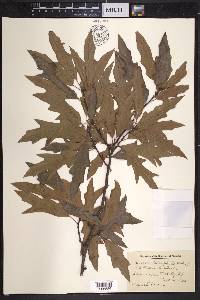 Quercus cerris image