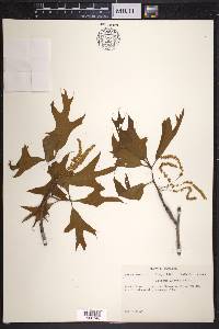 Quercus laevis image