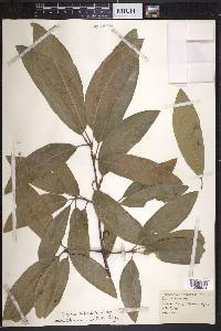 Quercus imbricaria image