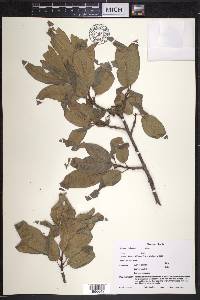 Quercus imbricaria image