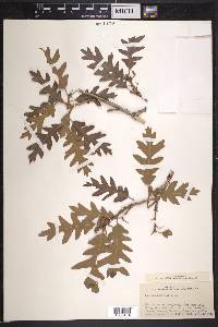 Quercus gambelii image