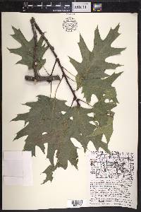 Quercus × hawkinsiae image