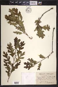 Quercus gambelii var. gambelii image