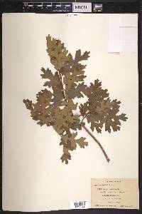 Quercus gambelii image