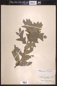 Quercus catesbaei image