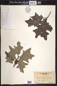 Quercus ilicifolia image