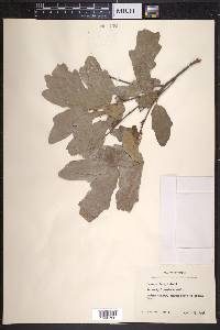 Quercus laceyi image