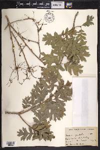 Quercus gambelii image