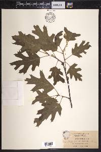 Quercus kelloggii image