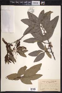 Quercus imbricaria image