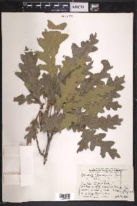 Quercus gambelii image