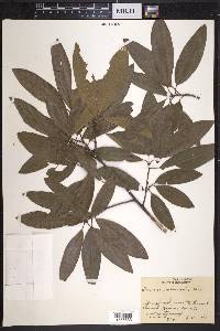 Quercus imbricaria image