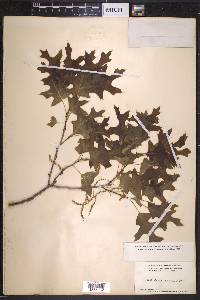 Quercus coccinea image