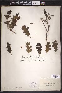 Quercus gambelii image