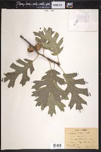 Quercus kelloggii image