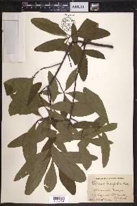 Quercus laurifolia image