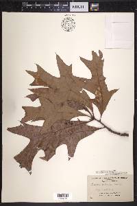 Quercus laevis image