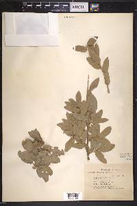 Quercus grisea image