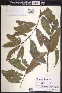 Quercus imbricaria image