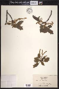 Quercus kelloggii image