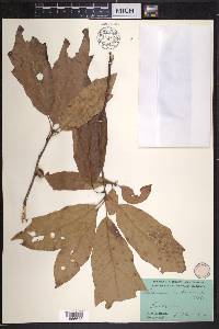 Quercus imbricaria image