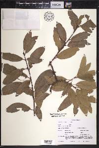 Quercus imbricaria image