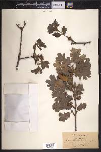 Quercus lobata image