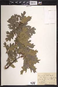 Quercus gambelii image