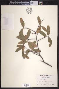 Quercus cinerea image