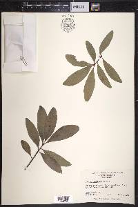 Quercus laurifolia image