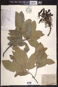 Quercus imbricaria image