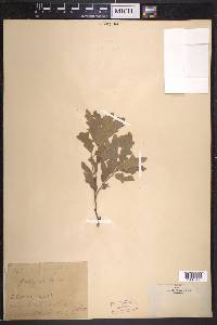 Quercus grisea image