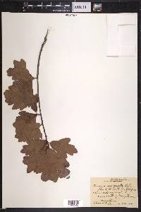 Quercus margaretta image