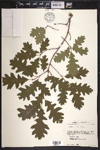 Quercus gambelii image