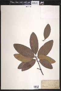 Quercus imbricaria image