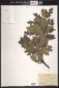 Quercus gambelii image