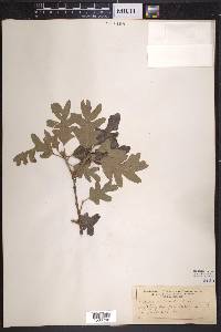 Quercus lobata image