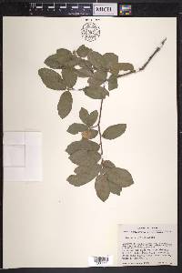 Quercus grisea image