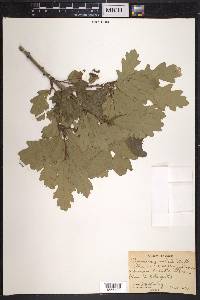 Quercus gambelii image