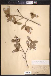 Quercus grisea image